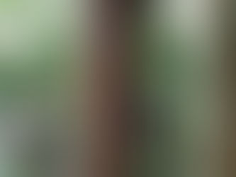 Sudah 2 Tahun Laporan Pengrusakan Kayu di Polres Gowa Namun Terlapor Belum Juga Diperiksa Penyidik