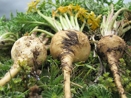 maca root