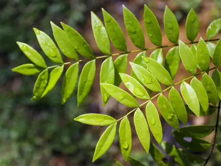 Tongkat Ali (Eurycoma longifolia) leaf