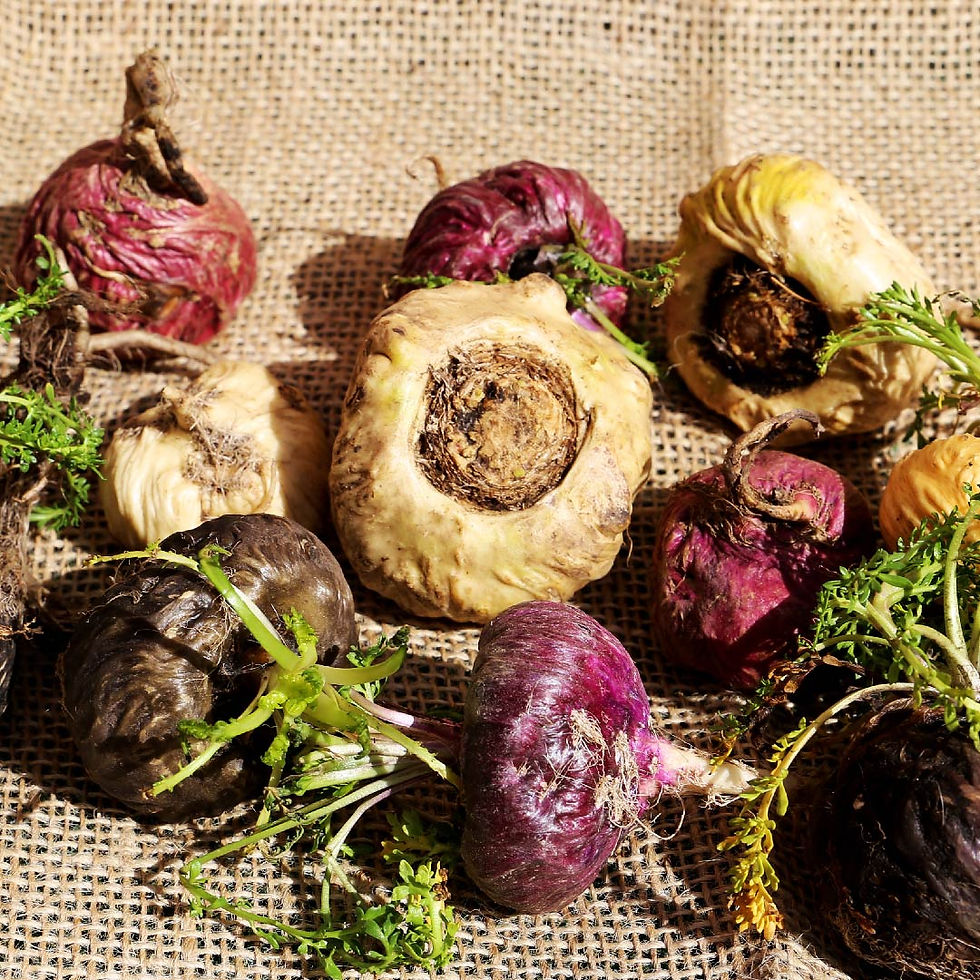 maca root
