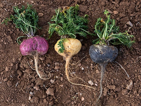 maca root