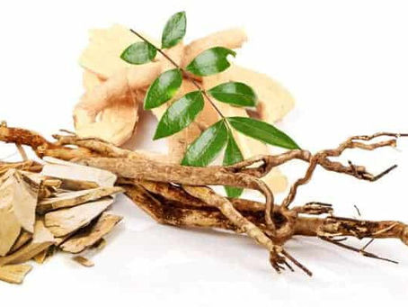tongkat ali root