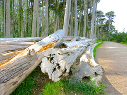 Andy Goldsworthy @ the Presidio