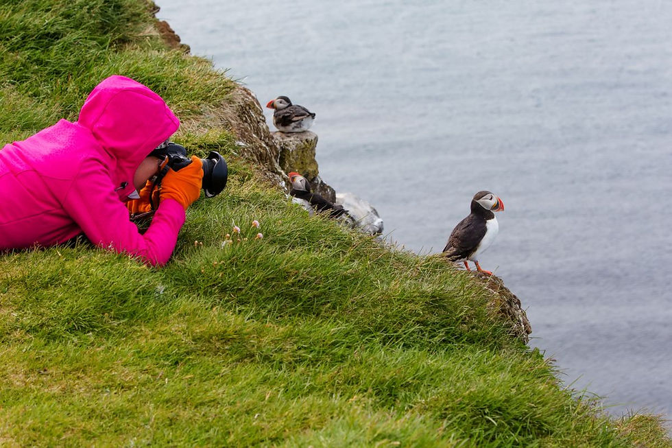 Puffins in Iceland