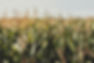 corn field 2.jpg
