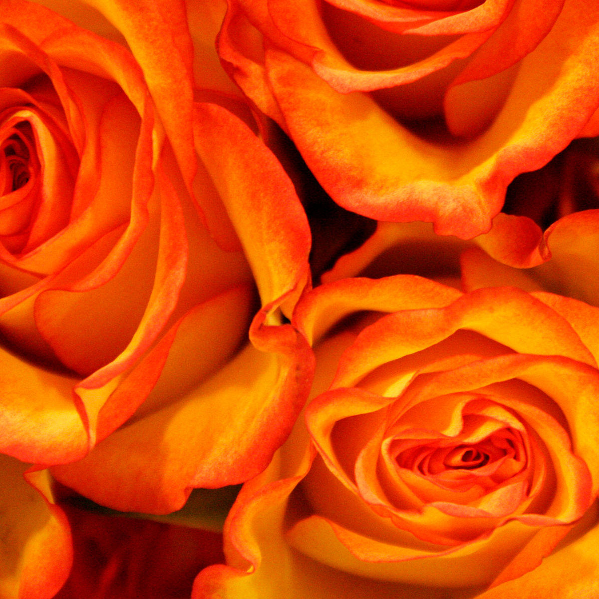 #215 - Orange Roses
