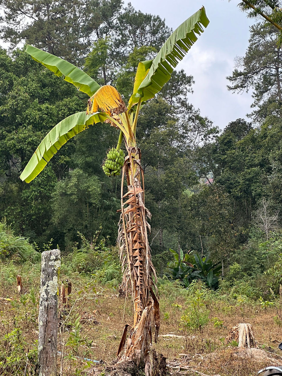 6E076068-6033-44DE-BE1B-9D85E15209E8_1_102_o
