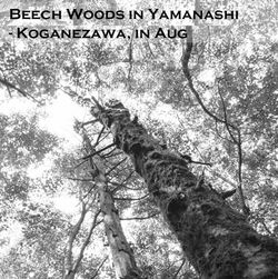 タイトル、サブ、Beech Woods, Koganezawa, Aug'14InDepth_2_v1 (山稜、青)-復元