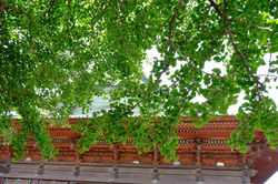 2014 猫じゃんけん01_15 (1)