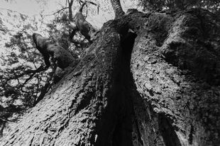 FACE OF THE TREE