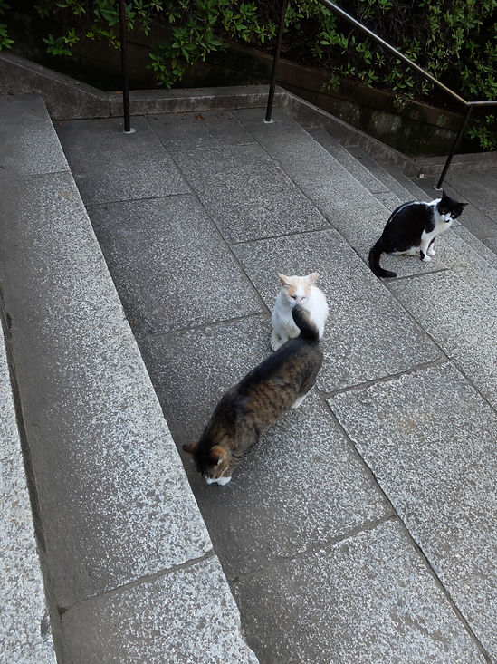 2014 猫じゃんけん01_8.jpg