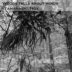 タイトル、サブ、WOODS007 森は風を語る(内容).jpg