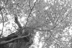 INTO THE WOODS, 森へ、7月