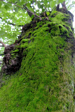 Greenary1-008