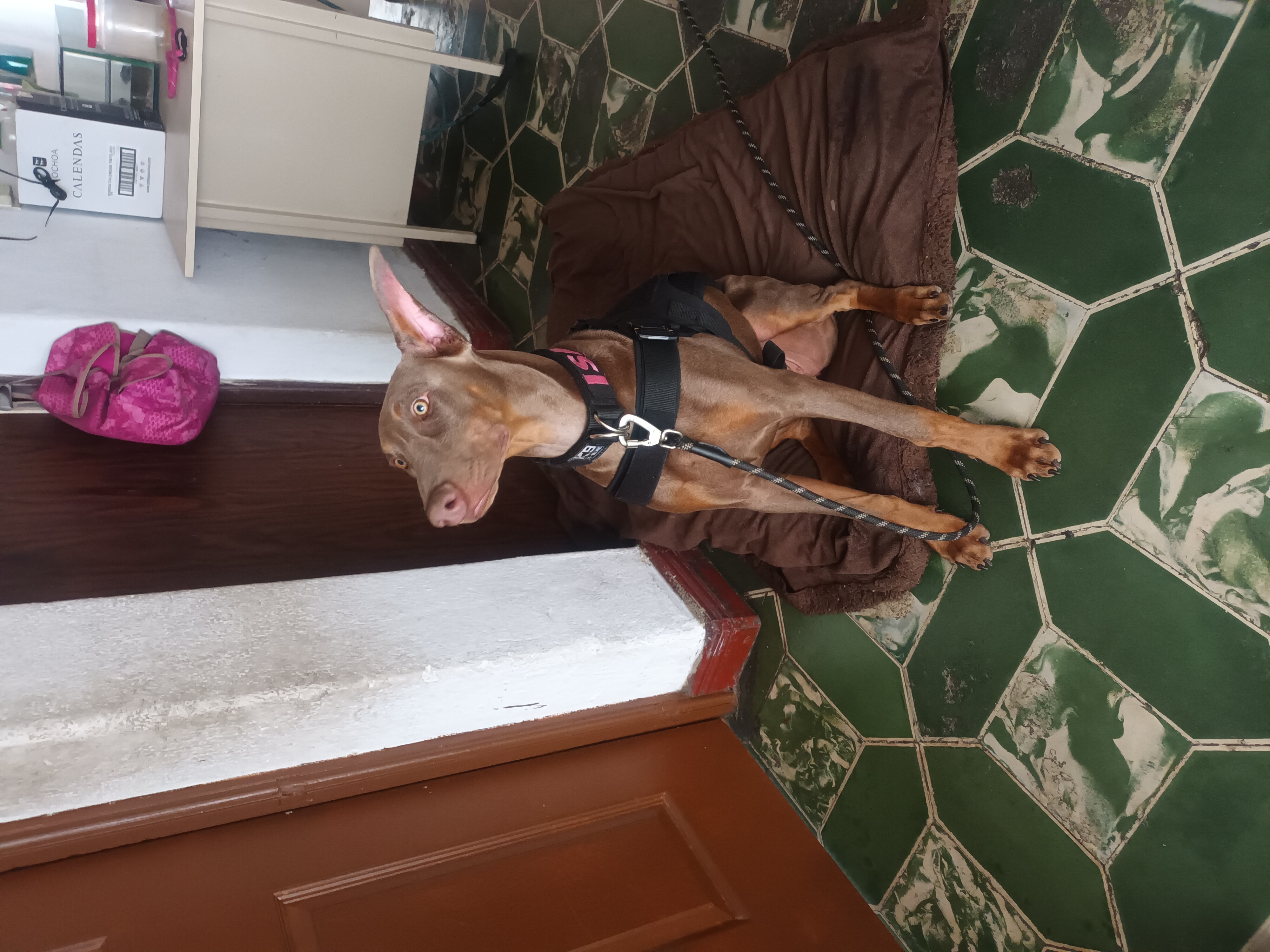 Isabel