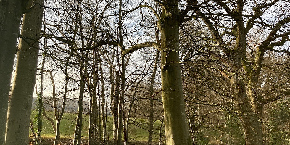 Forest Bathing / Foraging