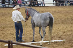 Mustang Horse Trainer - Wild Mustangs - Training wild horses - Training Mustangs - Mustang Trainer -