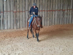 Horse Clinics - Horse Trainers near Madison Wisconsin - Wisconsin Horse Trainers - Natural Horsemans