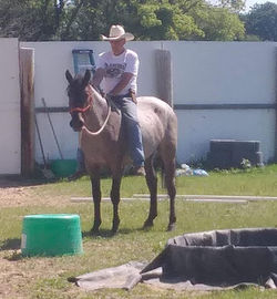 Mustang Horse Trainer - Wild Mustangs - Training wild horses - Training Mustangs - Mustang Trainer -