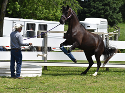 TJ-Clibborn-True-Partnership-Mercedes-Tu