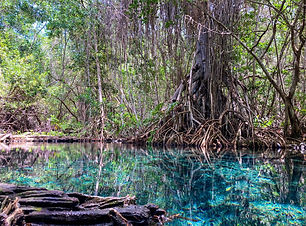 Sisal - Mexico Expeditions - Tour Picnic - Kayak - Manantial 6_edited.jpg