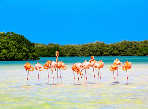 flamingos_edited.jpg