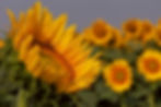 Girasole.jpg