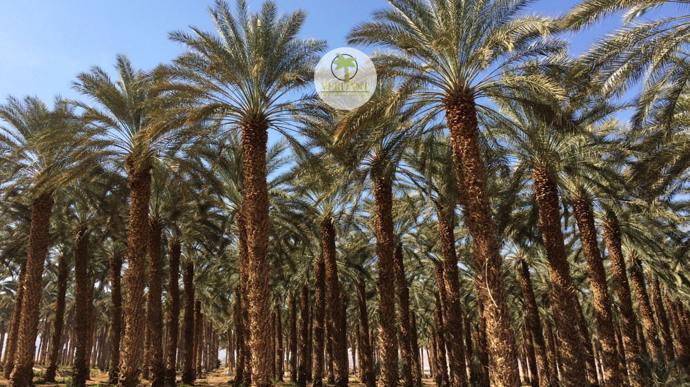 Tree Spotlight Medjool Date Palm