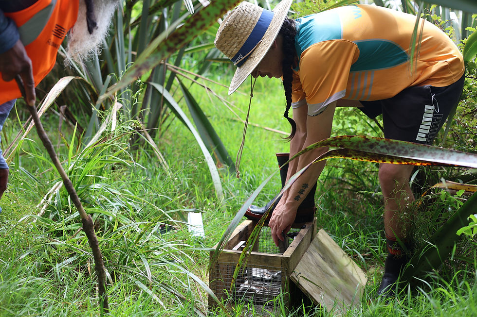 TE KOWHAI - Pest Trapping Tips & Tricks