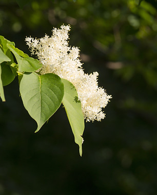 Ivory Silk Japanese tree lilac Flower.jpg