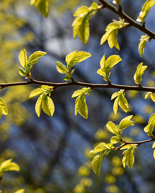 Young leaves of Ulmus Parvifolia, small-leaved elm tree, against the sky.jpg