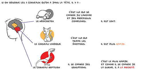 émotions-les-3-cerveaux.png