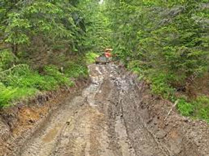 Logging Road.jpg