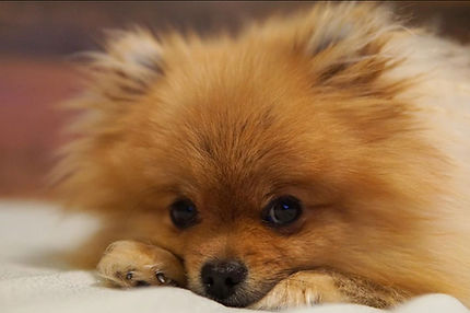 gizmo.jpg