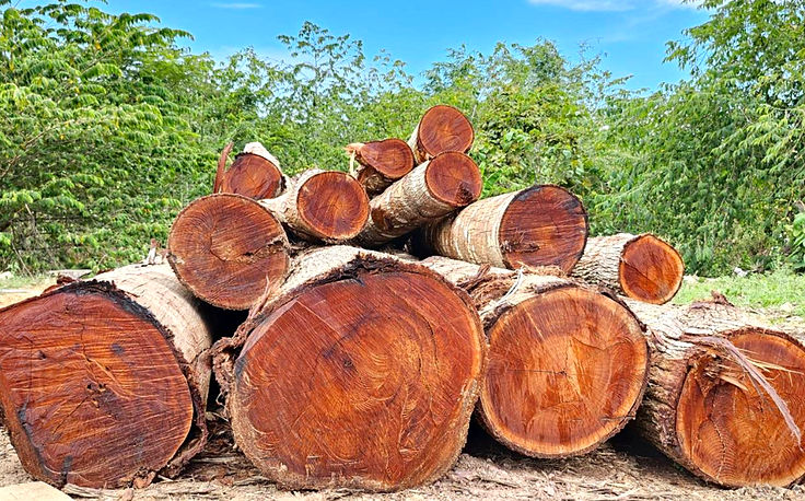 ไม้ตะเคียนทอง คุณภาพสูง สำหรับงานแปรรูปและก่อสร้าง