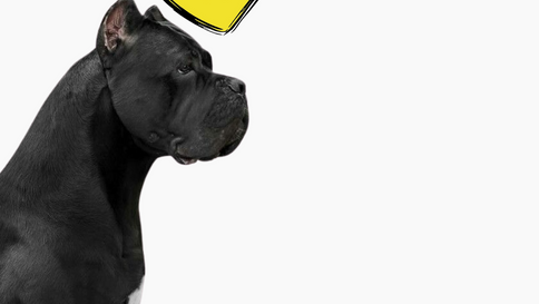 Can My Doggo Really Pull Off Overalls? The fashion guide for your pup