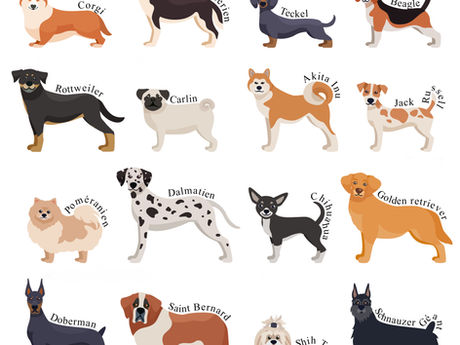 Différentes races de chien