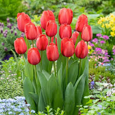 Easter Tulips 2025
