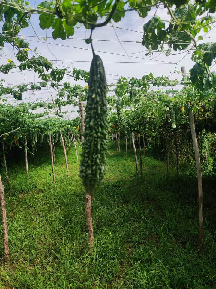 Thumbnail: Bitter ground 