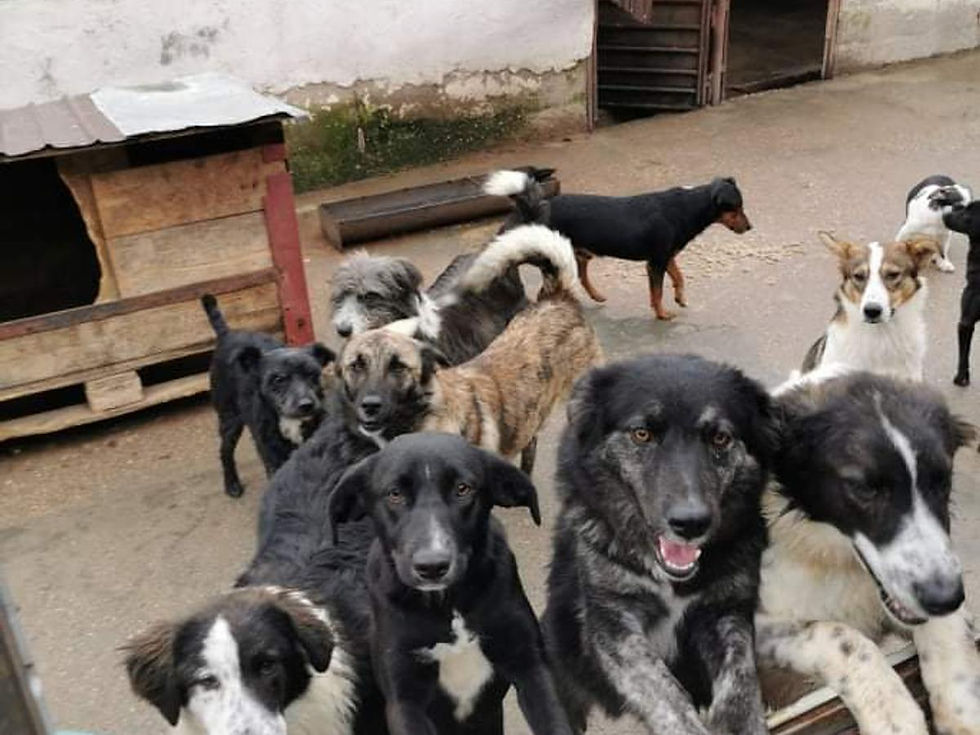 Het adopteren van een buitenlandse hond of kat.