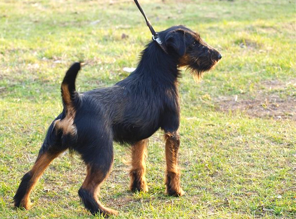 jagd terrier for sale