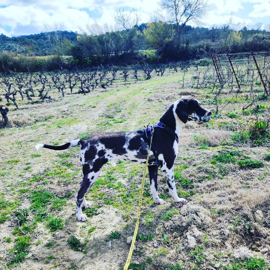 chien noir et blanc dans les vignes près de Montpellier