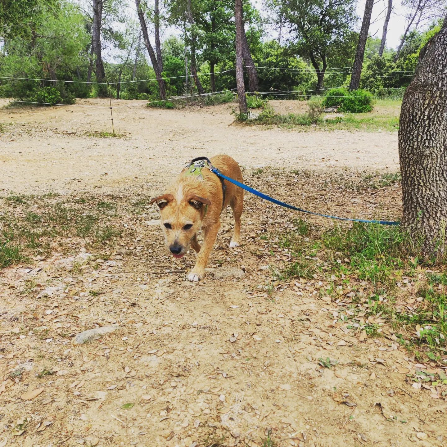 un petit chien flaire le sol de la garrigue