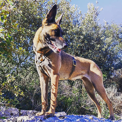 chien-malinois-cheyenne.webp