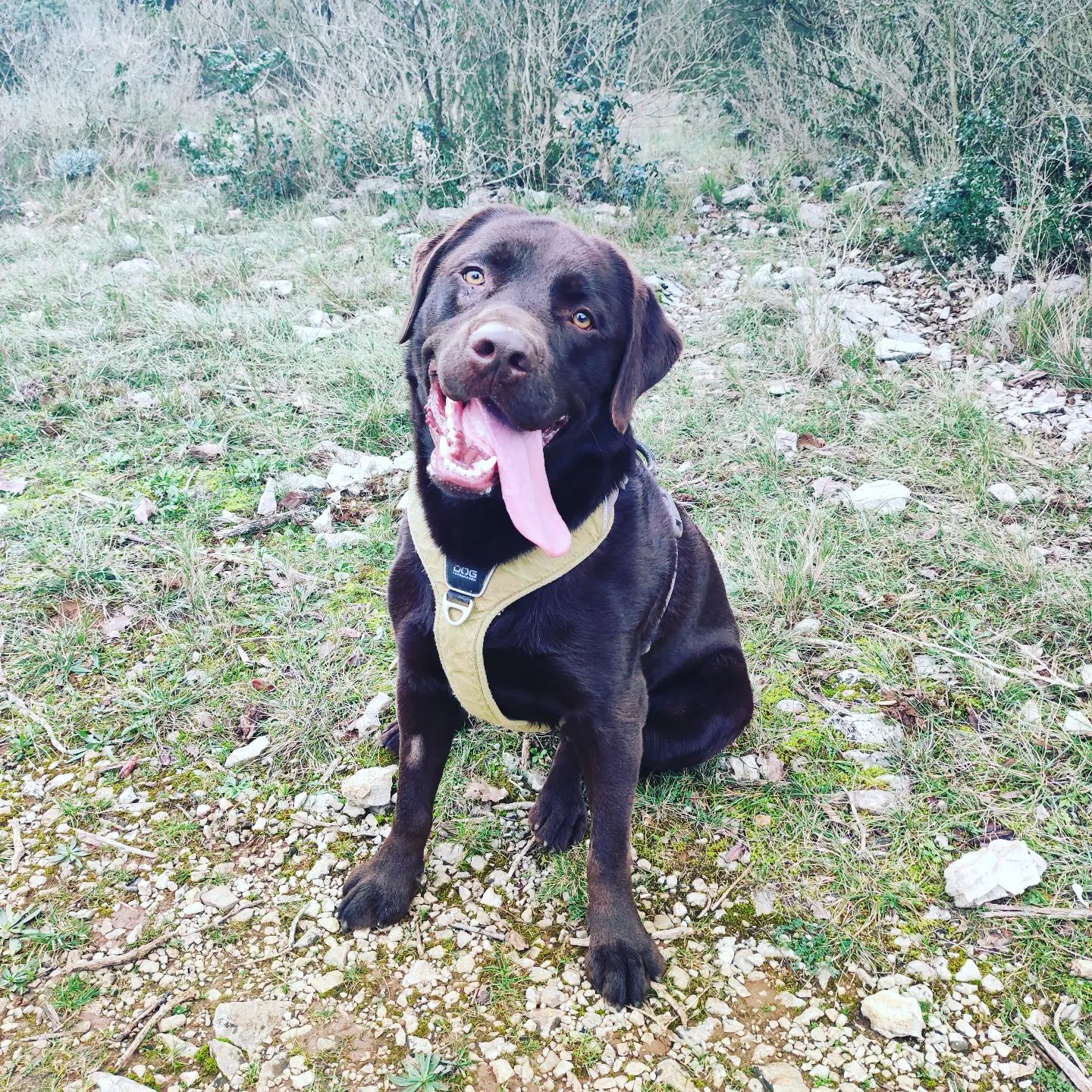 labrador chocolat assis qui tire la langue dans la forêt près de Montpellier