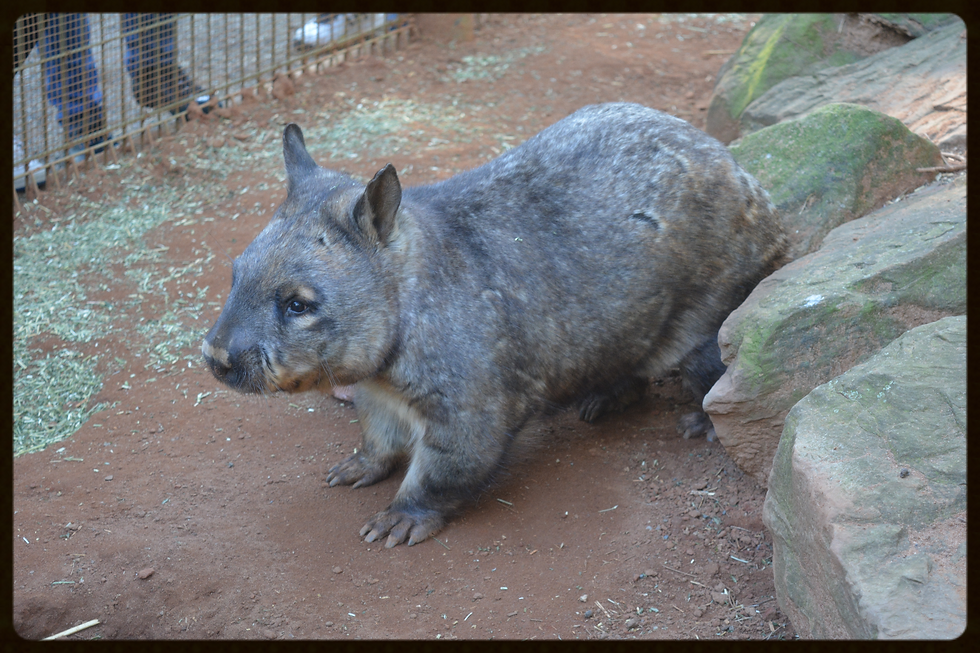 Wombat