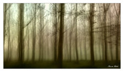 WP_20151112_07_02_10_Promod