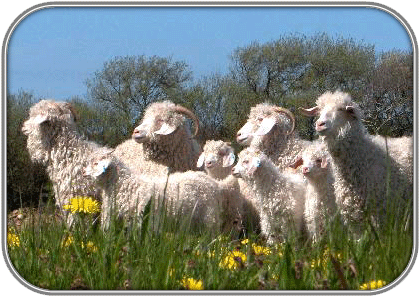 Thumbnail: Gorgeous Mohair Blankets by Masterweave