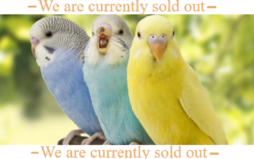 Beautiful Budgies Bates and Keen FF