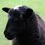 Thumbnail: Swedish Gotland Pelt Sheep - Wethers